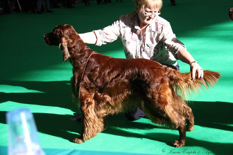 Crufts2011 087.jpg